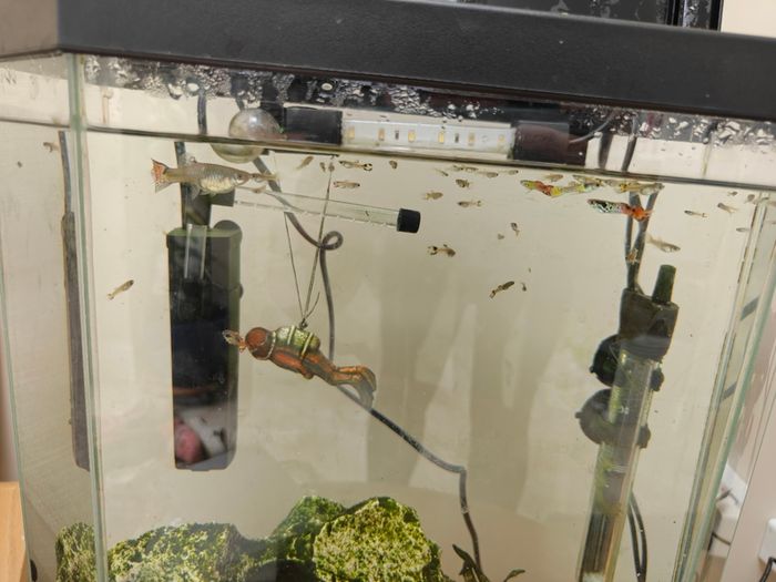 Guppies
