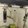 Guppies Image 2