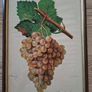 Antique Vines,Paris Circa 1901. Image 2