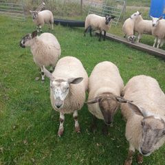 Ewe lambs