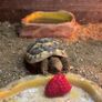 Riversong and Oogway Image 2