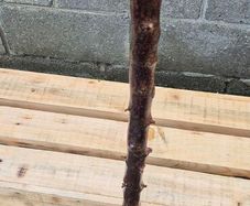 blackthorn walking stick