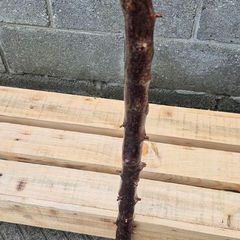 blackthorn walking stick