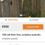 12' Cordyline Image 5