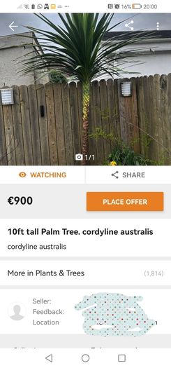 12' Cordyline