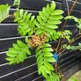 Mountain ash trees 5ft+ tall ..! Image 10