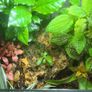 Paludarium for vampire crabs Image 4