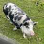 Kune Kune pigs Image 4