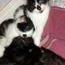 kittens Image 5