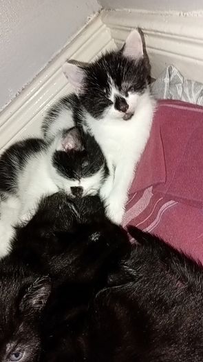 kittens