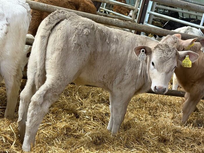 20 Charolais Heifer Calves