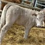 20 Charolais Heifer Calves Image 6