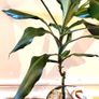 DRACENA - photos edit Image 5