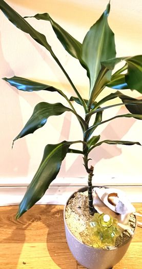 DRACENA - photos edit
