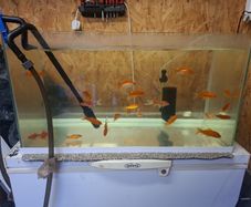 fish tank