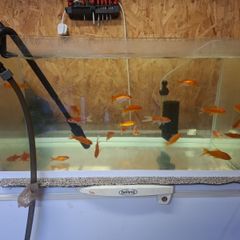 fish tank