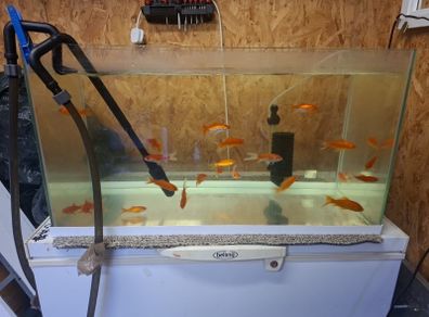 fish tank