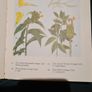 West Africa Lillies And Orchids. By J K. Morton. First Edition. Hardback In Good Condition. WITH 20 FABOLOUS PLATES WITH 80 LILLIES. Image 9
