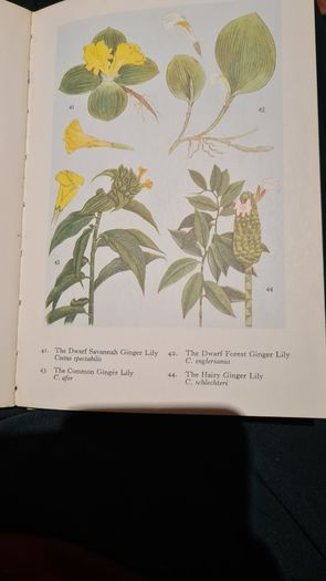 West Africa Lillies And Orchids. By J K. Morton. First Edition. Hardback In Good Condition. WITH 20 FABOLOUS PLATES WITH 80 LILLIES.