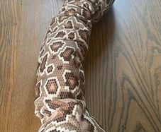 Large Snake Soft Toy