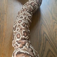 Large Snake Soft Toy