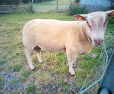 Full bred registered Hogget ram