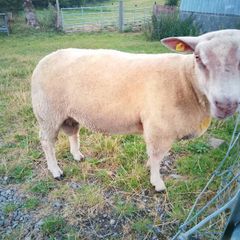 Full bred registered Hogget ram