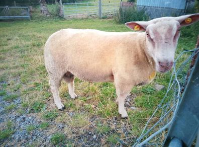 Full bred registered Hogget ram