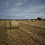 ## Wheaten Straw## Image 5