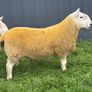 NCC Shearling Rams Image 10