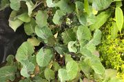 Tree cabbage plant