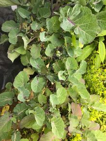 Tree cabbage plant