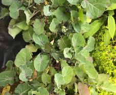 Tree cabbage plant
