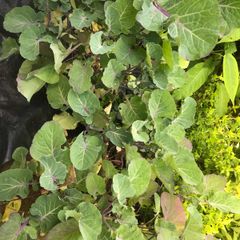Tree cabbage plant