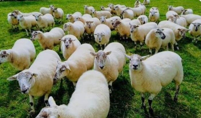 Ballinrobe special sale of Hiltex and Texel cross