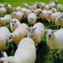 Ballinrobe special sale of Hiltex and Texel cross Image 2