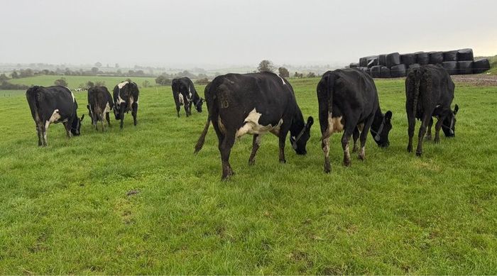 Young Empty Milking Cows