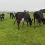 Young Empty Milking Cows Image 2