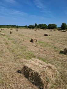 Top quality Square hay bales Hollymount claremorri