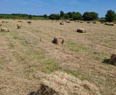 Top quality Square hay bales Hollymount claremorri