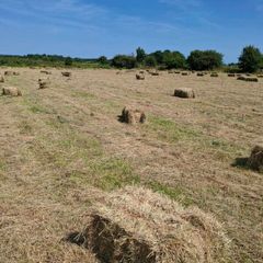 Top quality Square hay bales Hollymount claremorri