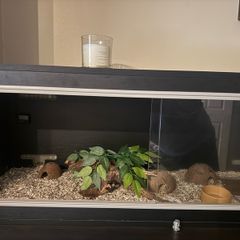Terrarium / Vivarium