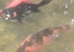 large goldfish available