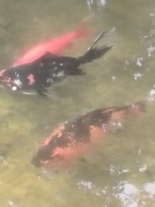 large goldfish available