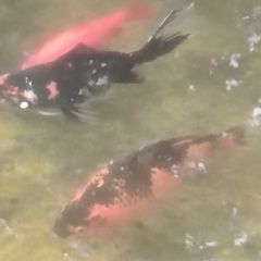 large goldfish available