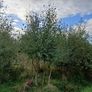 Bare rooted trees Image 4