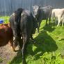 Ewe lambs Image 8