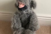 Irish Wolfhound teddy