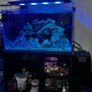 Marine aquarium set up 250L Image 2