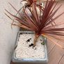 Planting pots Image 3